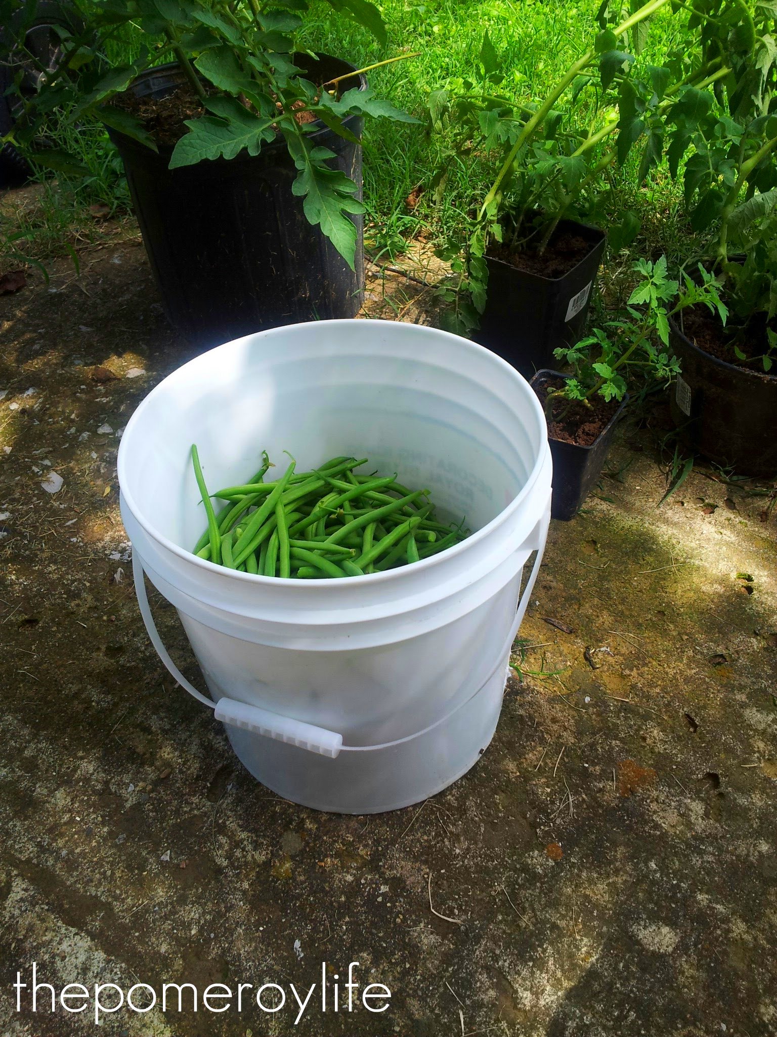 We picked that many green beans every day for a week. Whatâ€™s worse ...